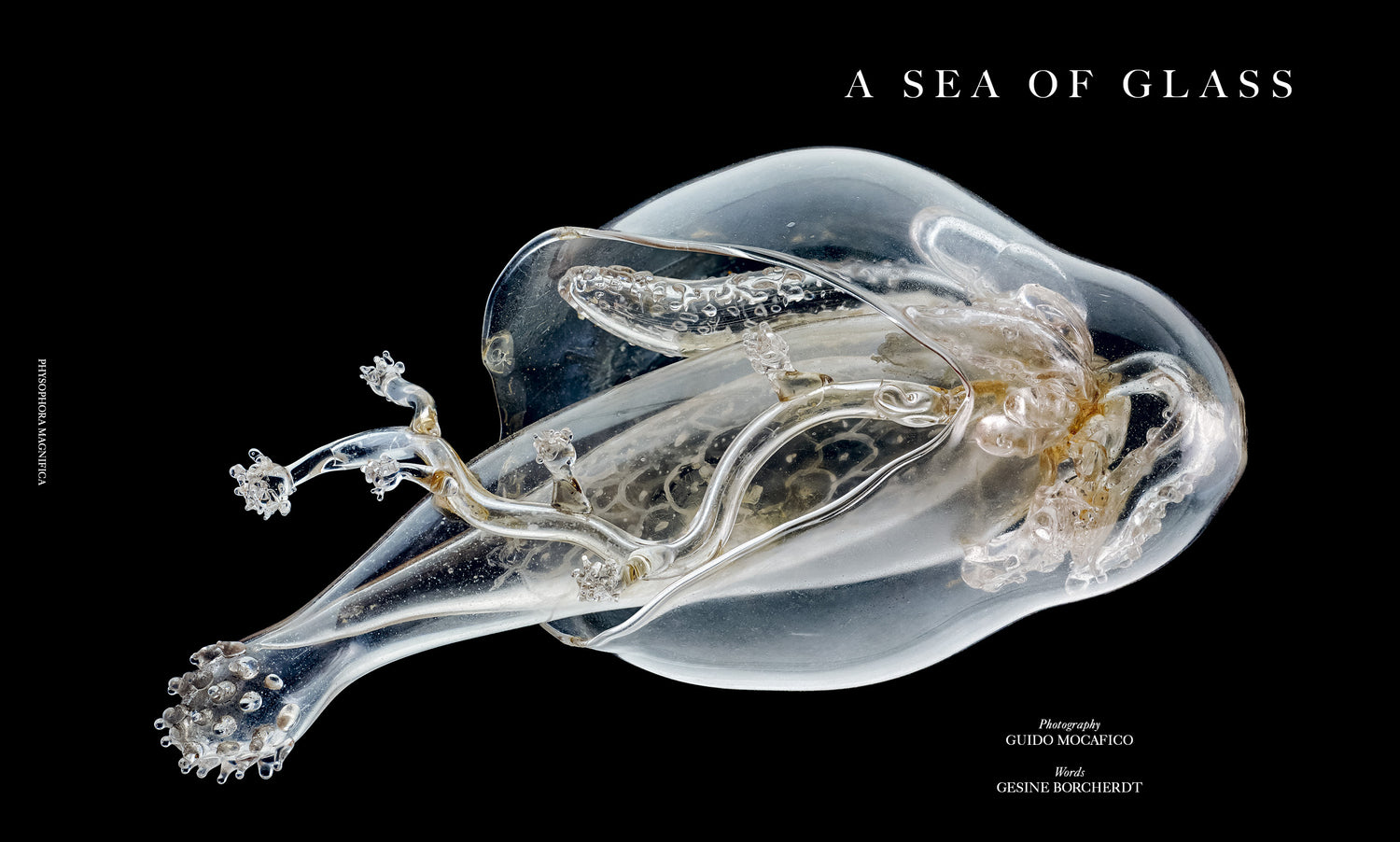 Blau International No. 15 – Damien Hirst Cover